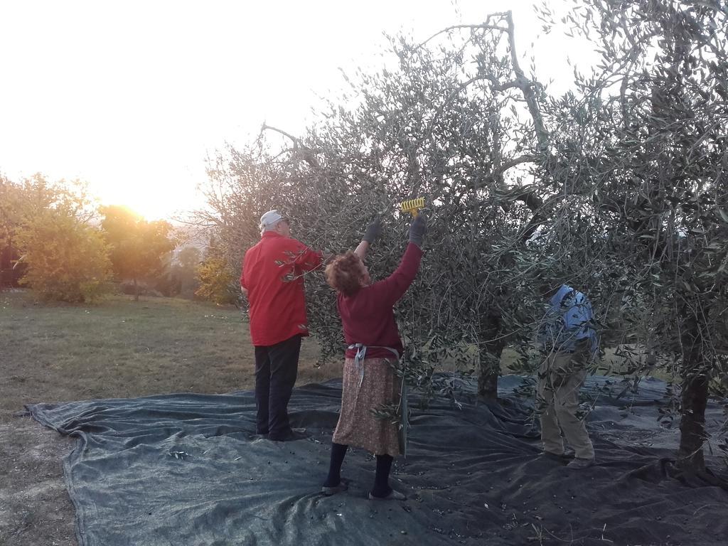 切塔尔多Agriturismo Il Torrione别墅 外观 照片